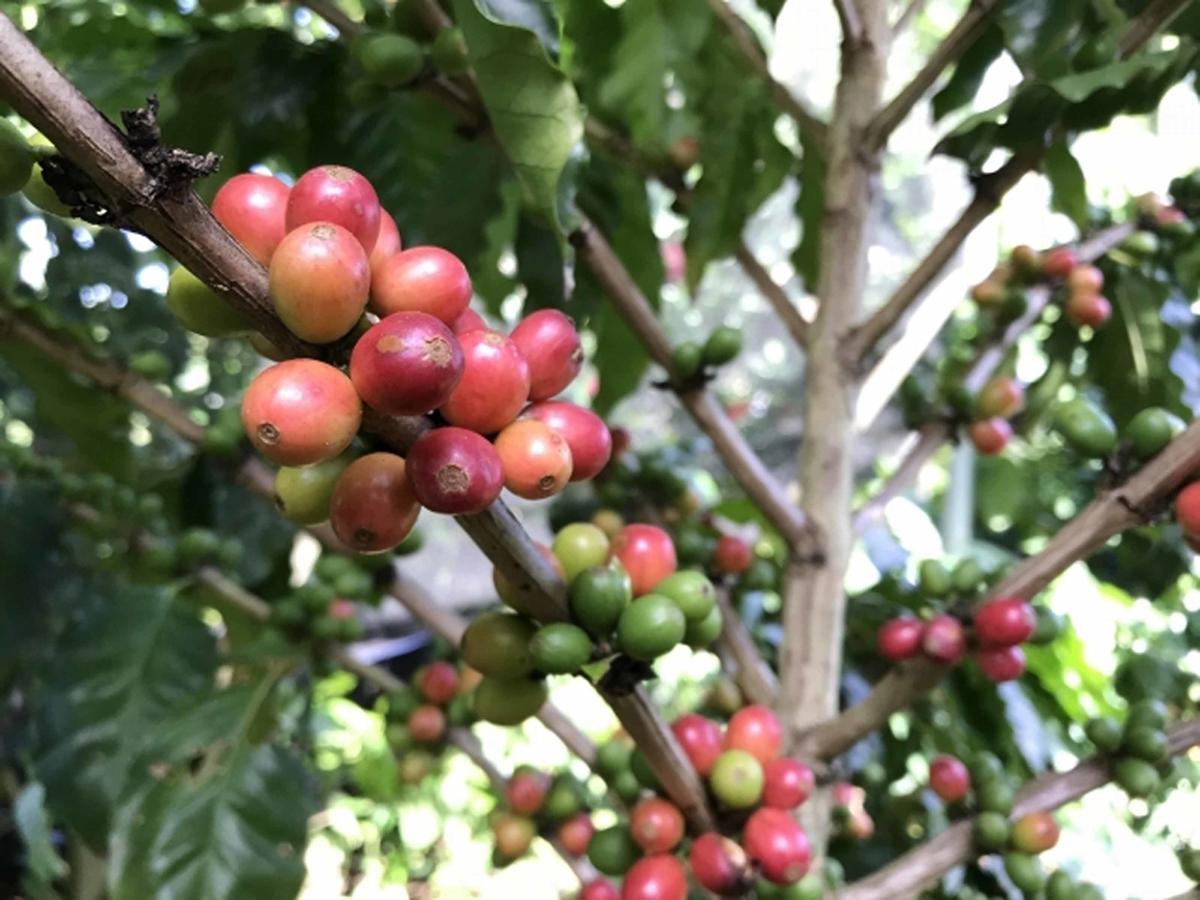 Matayoshi Coffee Farm Vila Higashi Exterior foto