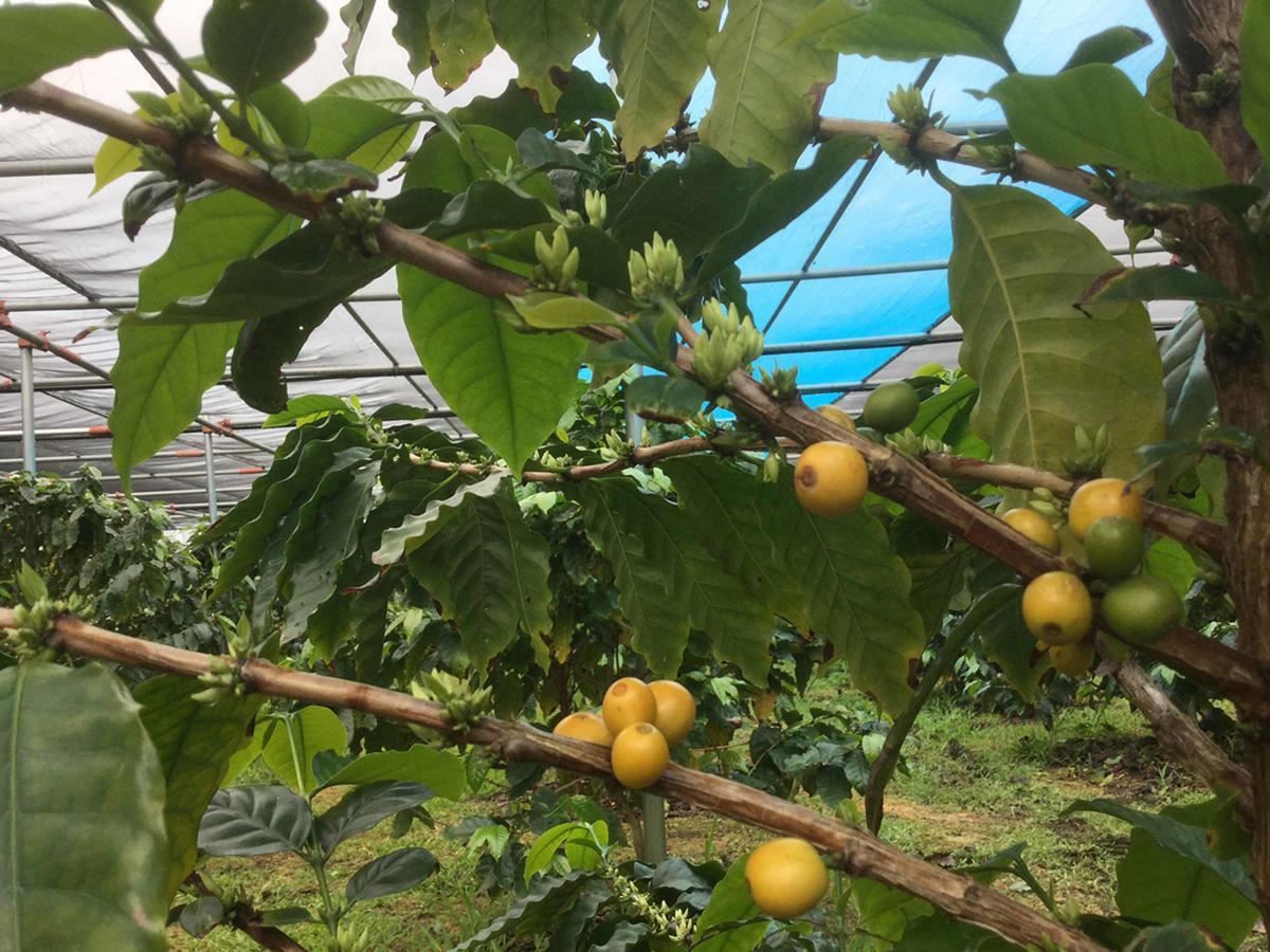 Matayoshi Coffee Farm Vila Higashi Exterior foto